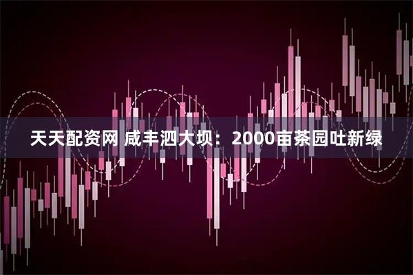 天天配资网 咸丰泗大坝：2000亩茶园吐新绿